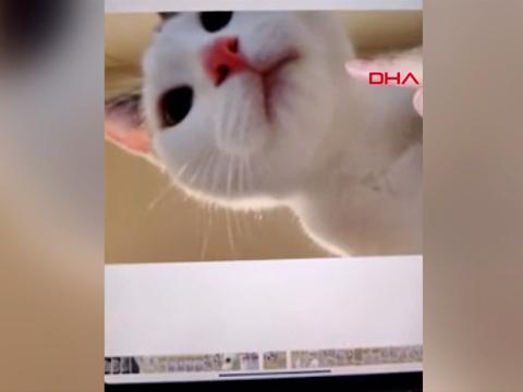 Avustralya Da Tabletle Selfie Ceken Kedi Ilgi Odagi Eglenceli Komik Videolar