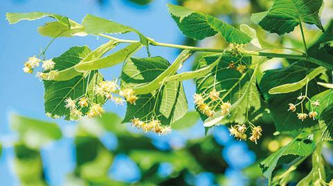Bolivya dağlarından gelen devrimci Zülfü
