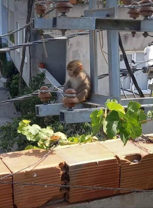 Bursada 5 gündür evlere giren maymun böyle yakalandı