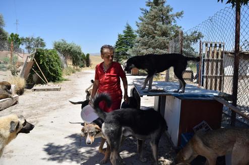 Ankara Haberleri Sokak Kopeklerinin Inci Anne Si Yerel Haberler