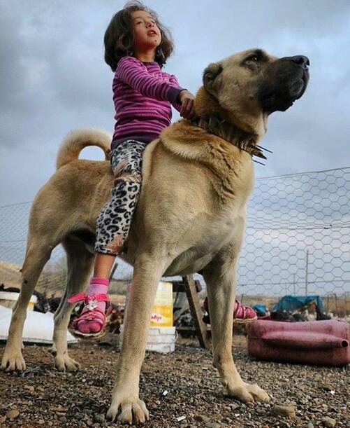 Türkiye’nin köpek ırkları | Tarkan ÖZVARDAR Köşe Yazısı - Hürriyet Haberler