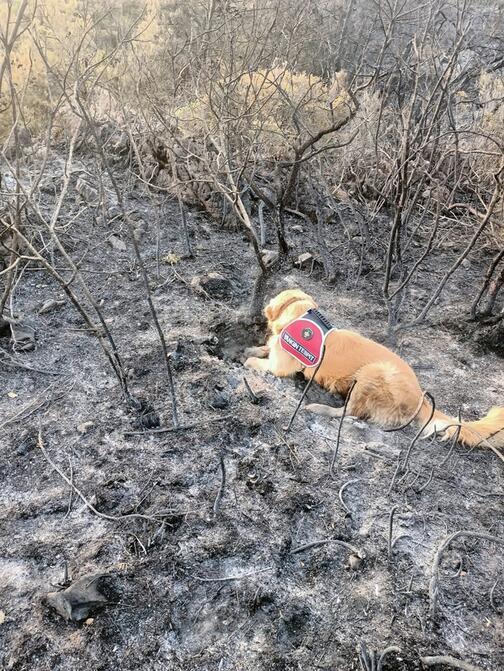 Türkiyenin tek yangın tespit köpeği... Marmaristeki yangının başlangıç noktasını Kadro tespit etti