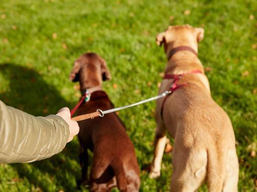 Köpeklerin insanlarla benzeşen yanları