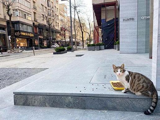 Sağlık Bakanı Koca: Diş hekimleri de sahada