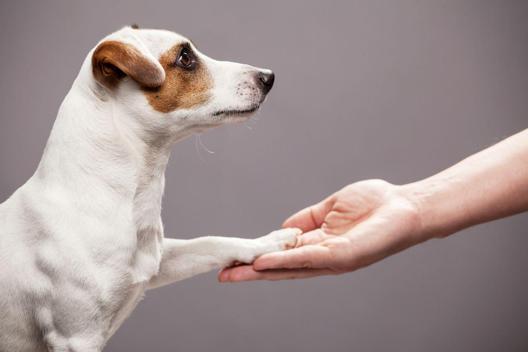 Köpeklerin insanlarla benzeşen yanları