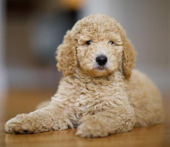 Kopeklerde Genetik Gecisli Hastaliklar Tarkan Ozvardar Kose Yazilari