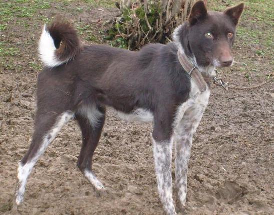 Kopeklerde Kalca Cikigi Displazi Tarkan Ozvardar Kose Yazilari