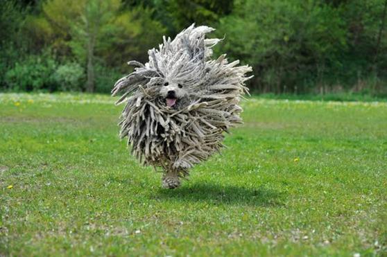 Kopek Irklarindaki Cesitliligin Sebepleri Tarkan Ozvardar Kose Yazilari