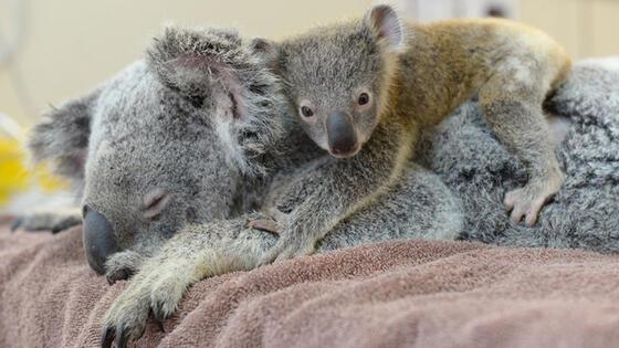 Bebek Koala Ameliyattaki Annesini Bir An Yalniz Birakmadi Son Dakika Guncel Haberler