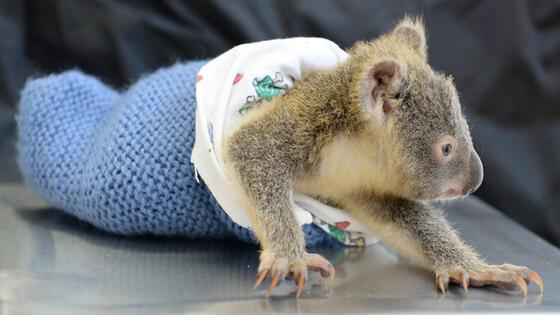 Bebek Koala Ameliyattaki Annesini Bir An Yalniz Birakmadi Son Dakika Guncel Haberler