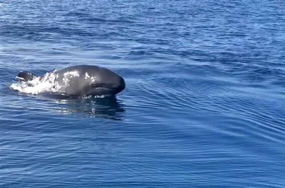 Kuzey Egede ilk kez yalancı katil balinalar, Gökçeadada dev vatoz görüntülendi