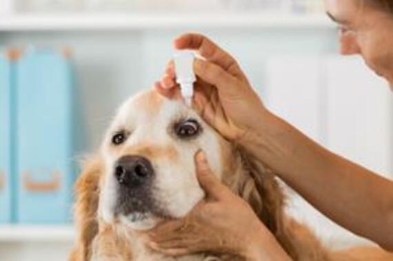 köpeklerde göz enfeksiyonu ilaçları