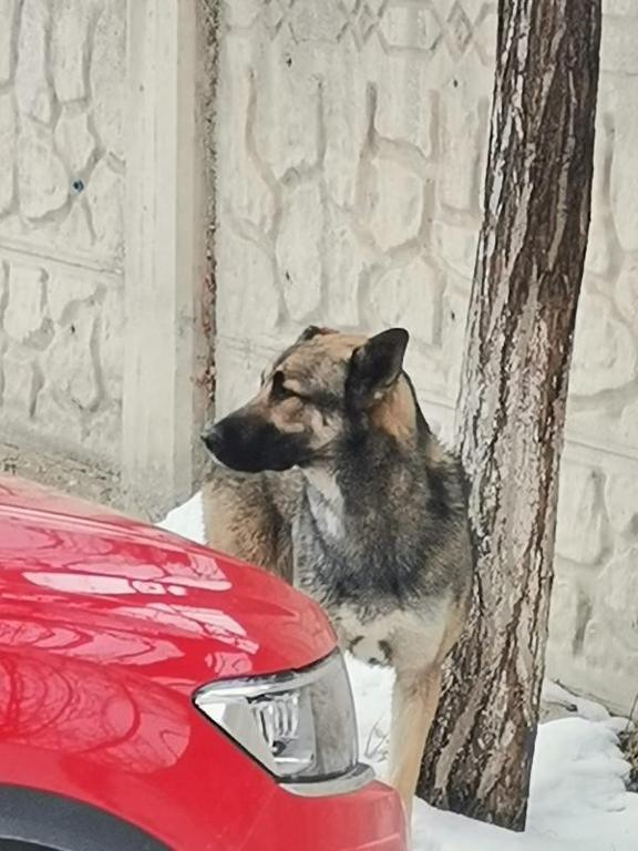 Son dakika... Vanda minik Emir Mete köpek saldırısında hayatını kaybetti: Yeni detay ortaya çıktı