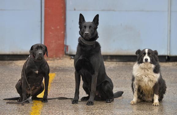 Köpeğin Ingilizcesi Nedir