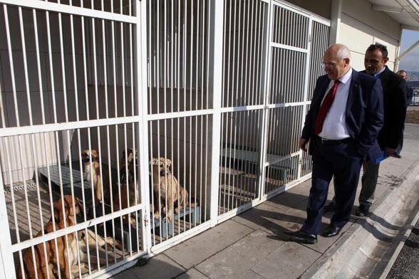 Ankara Haberleri Sokak Kopekleri Icin Acil Cagri Yerel Haberler