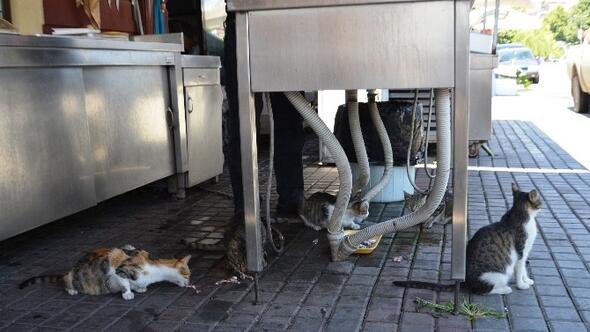 Zonguldak Haberleri Balikcinin Onunde Bekleyen Kediler Her Gun Ziyafet Cekiyor Yerel Haberler
