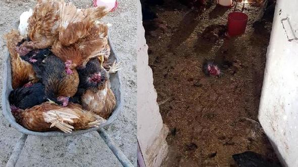 Elazig Haberleri Kumese Giren Sansar 28 Tavugu Telef Etti 8 Tavuk Kayip Yerel Haberler Elazig Haberleri Kumese Giren Sansar 28 Tavugu Telef Etti 8 Tavuk Kayip Yerel Haberler