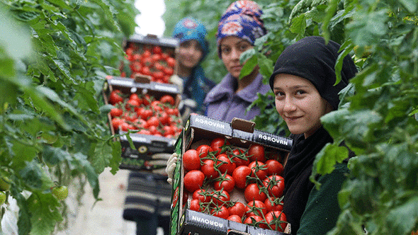 Antalya Haberleri - Yerli domates sektörü böldü - Yerel Haberler
