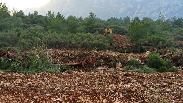 Orman envanterine zarar vermekten soruşturma başlatıldı