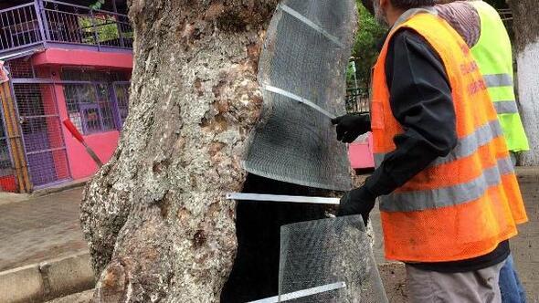 İzmir Büyükşehir Belediyesinden anıt ağaçlara gençlik aşısı