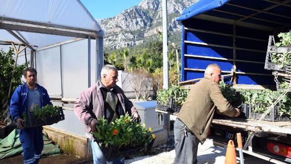 Kemer Belediyesi, kendi bitkilerini üretiyor