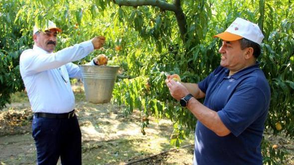 Dalındaki şeftaliyi hasat edip ihtiyaç sahiplerine yolladılar