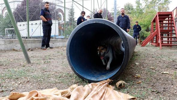 Ankara Haberleri Tutmayin Kucuk Eniste Yi Yerel Haberler