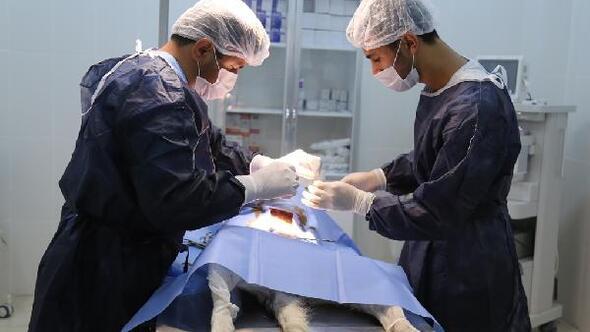 Aksaray Üniversitesi bin 845 hayvan tedavisi yaptı