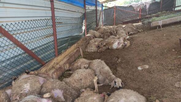 Sokak köpekleri 35 koyunu telef etti iddiası