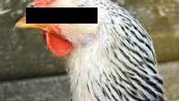 Tavuga Tecavuz Eden Sapik Sucustu Yakalandi Son Dakika Flas Haberler Tavuga Tecavuz Eden Sapik Sucustu Yakalandi Son Dakika Flas Haberler