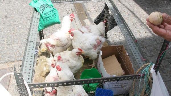 Izmir Haberleri Basmane Sokaklarinda Canli Tavuk Pazari Yerel Haberler Izmir Haberleri Basmane Sokaklarinda Canli Tavuk Pazari Yerel Haberler