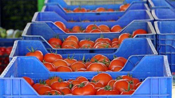 irak pazari daraldi domates fiyatlari dustu son dakika ekonomi haberleri