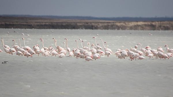 Seyfe Golu Ne Flamingo Akini Seyahat Haberleri