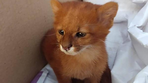'Kedi yavruları' sanıp evde beslediği hayvanlar puma çıktı