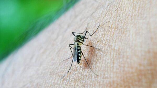 sivrisinek isirigina ne iyi gelir sivrisinek isirigi kasintisi nasil gecer iste evde dogal cozum onerileri