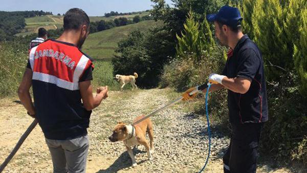 Kenevir Bahcesini Pitbull Ve Kangal Kopekleriyle Korumaya Almis Son Dakika Haberleri Internet
