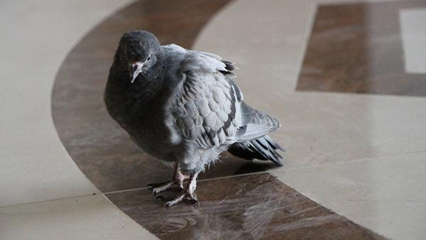 ucamayan guvercin belediye binasina sigindi