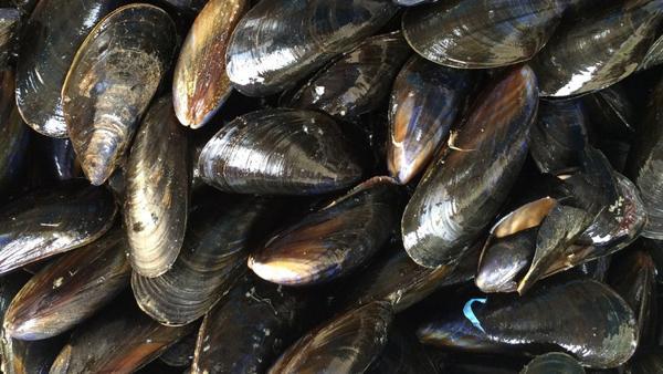 uzmanlar uyardi kabuklu deniz mahsullerindeki gizli tehlike