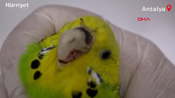 Muhabbet Kusu Cevriye Ye Dis Protezinden Gaga Son Dakika Haberleri