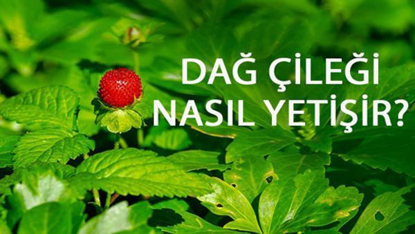 dag cilegi nasil yetisir dag cilegi turkiye de en cok ve en iyi nerede yetisir ve nasil yetistirilir dag cilegi nasil yetisir dag cilegi turkiye de en cok ve en iyi nerede yetisir ve nasil yetistirilir