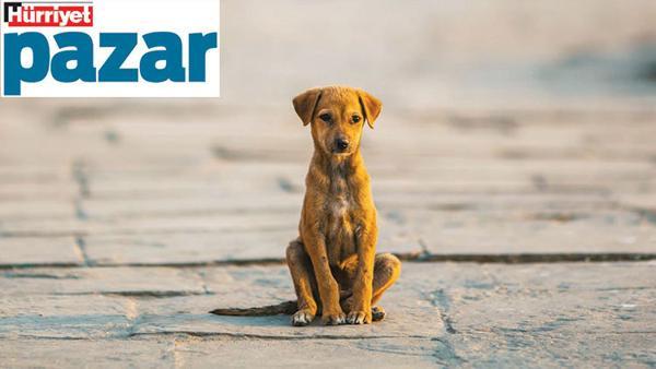 Pandemi Sokak Kopeklerini Kotu Etkilemis Son Dakika Magazin