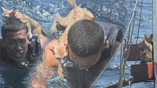 Dünya bunu konuşuyor... Donanmada 'kedi' operasyonu Dünya bunu konuşuyor... Donanmada 'kedi' operasyonu