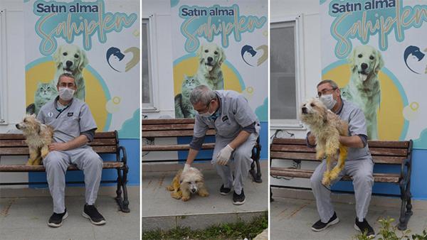 Otomobil çarpan 'Teri' yürümeye başladı
