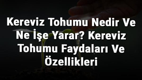 kereviz tohumu nedir ve ne ise yarar kereviz tohumu faydalari ve ozellikleri mahmure