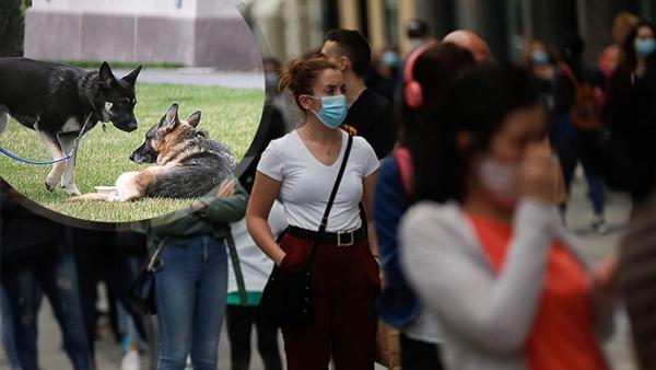 Bilim insanlarına göre özel eğitilmiş köpekler, koronavirüsün yayılmasının önlenmesine yardımcı olabilir Bilim insanlarına göre özel eğitilmiş köpekler, koronavirüsün yayılmasının önlenmesine yardımcı olabilir