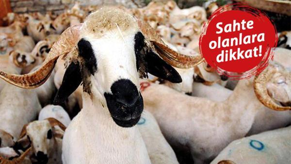 TESK'den Kurban Bayramı öncesi önemli uyarı TESK'den Kurban Bayramı öncesi önemli uyarı