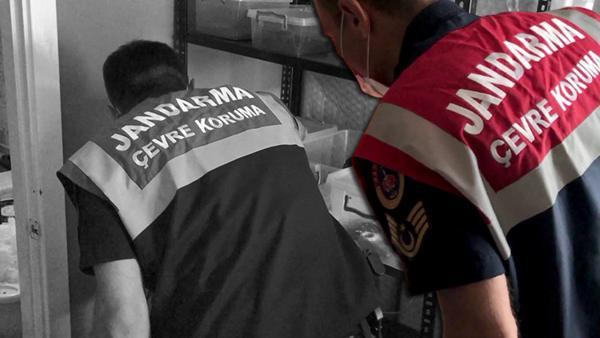 Son dakika: İstanbul’da hayvan kaçakçılığı operasyonu! Ele geçirilenler şaşkına çevirdi