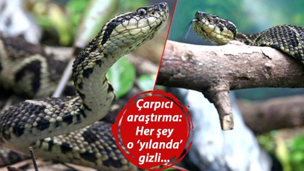 Çarpıcı araştırma sonucu: Yılan zehri Kovid-19'a çare olabilir!