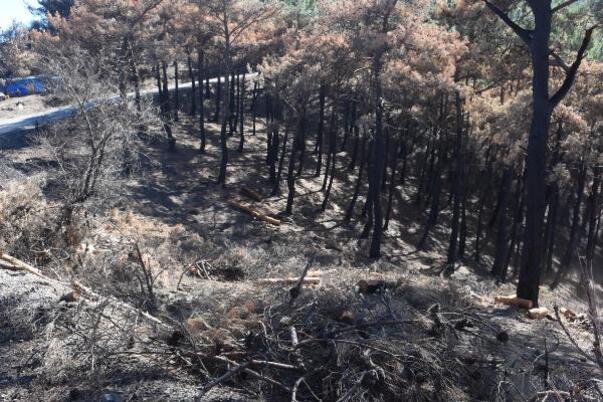 İzmirde yanan orman alanı Şubata kadar ağaçlandırılacak İlk fidan 11 Kasımda dikilecek