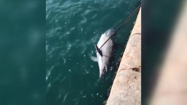 İstanbul Boğazında korkutan görüntü Karaya vurdular